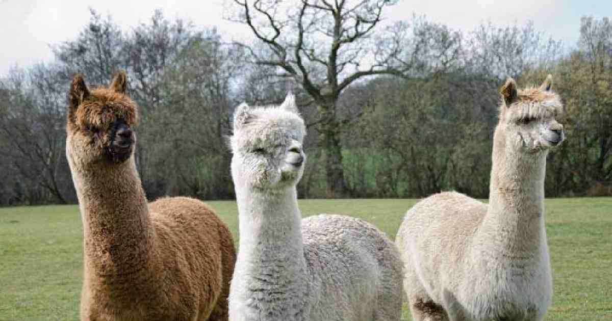 Covid-19 treatment , ANSTO , Australian Nuclear Science and Technology Organization , COVID-19 , coronavirus , coronavirus outbreak , COVID-19 pandemic , Aussie scientists , Alpacas